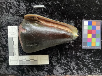 CleoAR019; 133.5x85x125 ventral photo thumbnail
