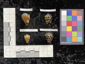 CebAR141; 24.5x15.5x20.5 ventral photo thumbnail