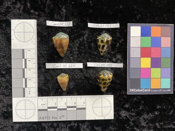 CebAR141; 24.5x15.5x20.5 dorsal photo thumbnail
