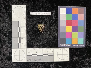CebAR142; 18x12x15.5 ventral photo thumbnail