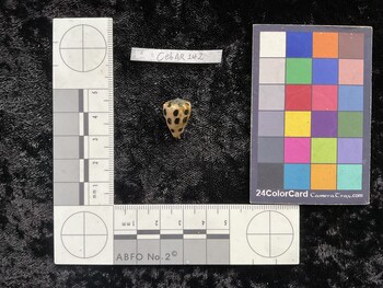 CebAR142; 18x12x15.5 dorsal photo thumbnail