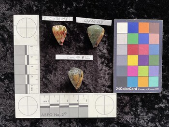 CmilAR121; 23.5x15x19.5 ventral photo thumbnail