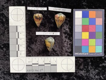 CmilAR121; 23.5x15x19.5 dorsal photo thumbnail
