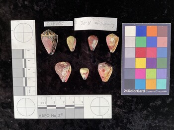 CchAR016; 26x17x21.5 ventral photo thumbnail