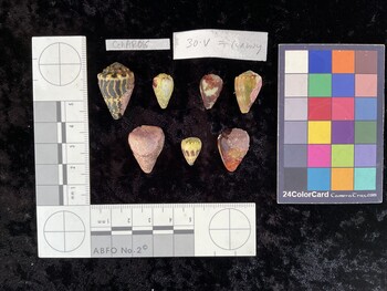 CchAR016; 26x17x21.5 dorsal photo thumbnail