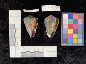 CsangAR060; 48x30x42.5 ventral photo thumbnail