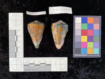 CsangAR060; 48x30x42.5 dorsal photo thumbnail