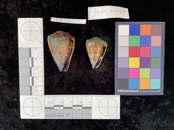 CsangAR063; 33x21x28.5 ventral photo thumbnail