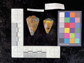CsangAR063; 33x21x28.5 dorsal photo thumbnail