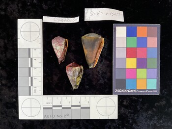 CflAR025; 37x22.5x32.5 ventral photo thumbnail