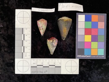 CflAR025; 37x22.5x32.5 dorsal photo thumbnail