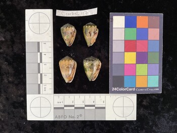 CcorAR117; 20.5x14x16 ventral photo thumbnail