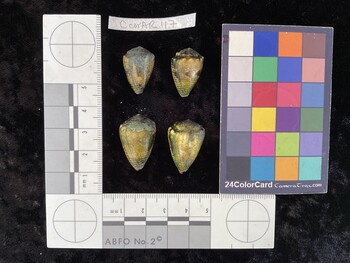 CcorAR117; 20.5x14x16 dorsal photo thumbnail