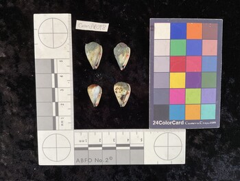 CnanAR098; 18x11.5x16 ventral photo thumbnail
