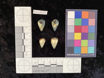 CnanAR098; 18x11.5x16 dorsal photo thumbnail