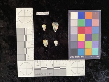 CnanAR102; 10x6x8.5 ventral photo thumbnail