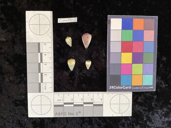 CnanAR102; 10x6x8.5 dorsal photo thumbnail