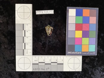 CchAR017; 17.5x11.5x13.5 ventral photo thumbnail