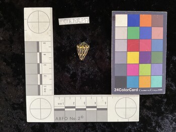 CchAR017; 17.5x11.5x13.5 dorsal photo thumbnail
