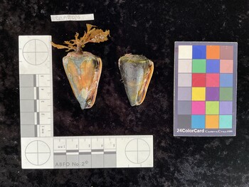 CflAR026; 45.5x29x42 ventral photo thumbnail
