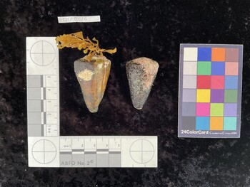 CflAR026; 45.5x29x42 dorsal photo thumbnail