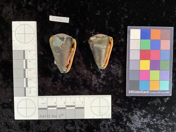 CflAR028; 41x26x35.5 ventral photo thumbnail