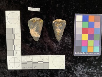 CflAR028; 41x26x35.5 dorsal photo thumbnail