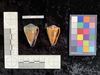 CsangAR065; 43x25.5x38 ventral photo thumbnail