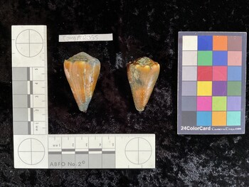 CsangAR065; 43x25.5x38 dorsal photo thumbnail