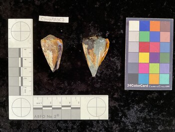 CsangAR067; 38.5x21x33 ventral photo thumbnail