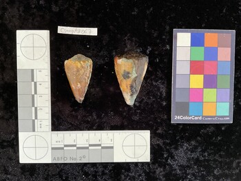 CsangAR067; 38.5x21x33 dorsal photo thumbnail