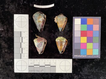 ClivAR149; 35x22x30 ventral photo thumbnail