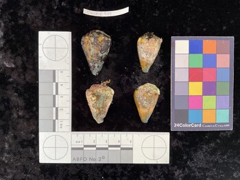 ClivAR149; 35x22x30 dorsal photo thumbnail