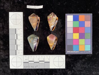 ClivAR153; 32x20x26 ventral photo thumbnail