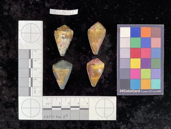 ClivAR153; 32x20x26 dorsal photo thumbnail