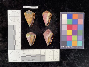 ClivAR157; 31.5x20x27 ventral photo thumbnail