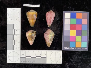 ClivAR157; 31.5x20x27 dorsal photo thumbnail