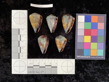ClivAR161; 31x20x27.5 ventral photo thumbnail