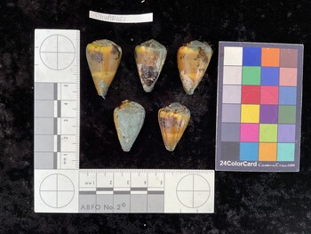 ClivAR161; 31x20x27.5 dorsal photo thumbnail