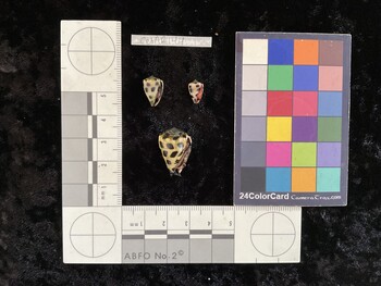 CebAR144; 13x8.5x11 ventral photo thumbnail