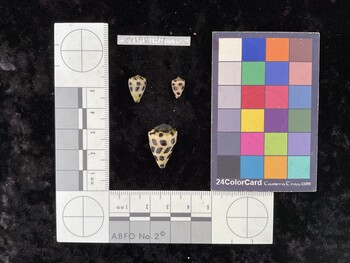 CebAR144; 13x8.5x11 dorsal photo thumbnail