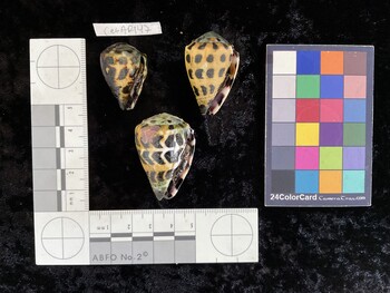 CebAR147; 30x20.5x26 ventral photo thumbnail