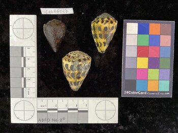 CebAR147; 30x20.5x26 dorsal photo thumbnail