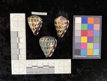 CebAR150; 33.5x23x27.5 ventral photo thumbnail
