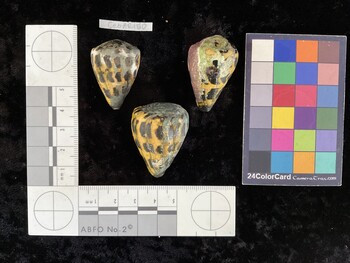 CebAR150; 33.5x23x27.5 dorsal photo thumbnail