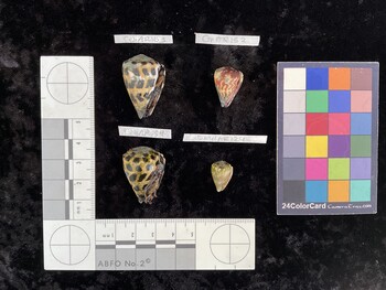 CebAR153; 30x20x26 ventral photo thumbnail