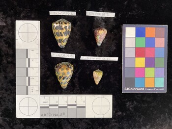 CebAR153; 30x20x26 dorsal photo thumbnail