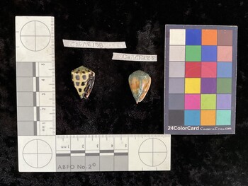 CebAR155; 23x15.5x19.5 ventral photo thumbnail