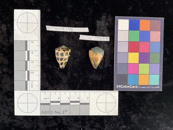CebAR155; 23x15.5x19.5 dorsal photo thumbnail