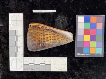 ClitAR003; 75.5x46.5x70.5 ventral photo thumbnail
